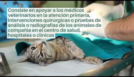 Las salidas laborales en las que podrás ejercer al titularte de Auxiliar Veterinario de Animales de Compañía