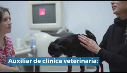 Las salidas profesionales en las que podrás ejercer al titularte de Auxiliar Veterinario