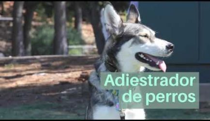 ¿Dónde puede ejercer sus funciones un titulado a Distancia el Curso de Adiestramiento Canino Obediencia Básica? Te damos toda la información